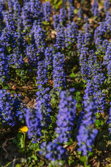 Obraz premium Field of upright blue-purple Ajuga reptans flowers in full bloom, clustered close together among leaf litter and spring ground foliage