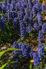 Obraz premium Dense patch of Ajuga reptans blue flower spikes forming vibrant spring carpet, contrasting with forest leaf litter and scattered yellow dandelions