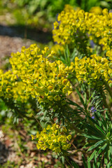 Close-up of Euphorbia plant in full bloom, with dense clusters of vibrant yellow-green bracts and flower heads under bright sunlight