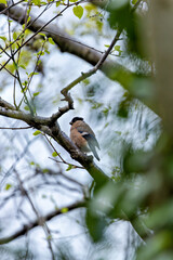 Bullfinch (Pyrrhula pyrrhula) in Phoenix Park, Dublin. Commonly found in Europe and temperate Asia.