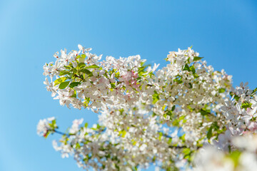 Delicate apple or pear blossoms in full bloom, featuring pale pink and white petals against a bright blue spring sky in Dandenong Ranges