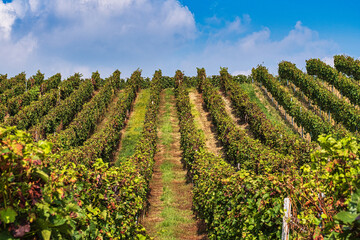 Fototapeta premium View of vineyards in Rheinhessen on a sunny day in late summer