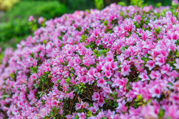 Fototapeta premium Cluster of pink Azalea flowers blooming densely on compact shrubs, vibrant spring blossoms in Dandenong Ranges Botanic Garden