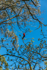 Crimson rosella perched on high tree branch under clear blue sky, vibrant red parrot spotted in Dandenong Ranges native canopy