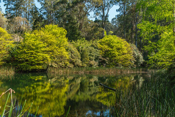 Springtime scene of lush trees and their reflections across a tranquil pond, surrounded by tall grasses and forest backdrop in Dandenong Ranges