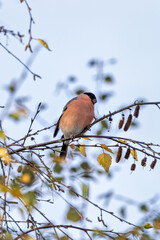Bullfinch (Pyrrhula pyrrhula) in Phoenix Park, Dublin. Commonly found in Europe and Asia
