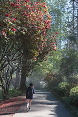 Hiker walking on flower-lined forest path under blooming rhododendron trees, dappled morning sunlight creating a peaceful atmosphere
