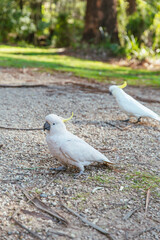 Two sulphur-crested cockatoos standing on gravel ground in dappled sunlight, one in sharp foreground focus with second blurred in background