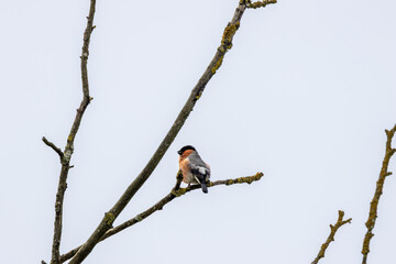 Bullfinch (Pyrrhula pyrrhula) in Phoenix Park, Dublin. Commonly found in Europe and Asia