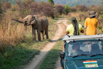 Indian elephant eating grass near tourists on safari in India © EDER