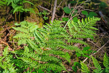 Wald-Frauenfarn in einer Nahaufnahme