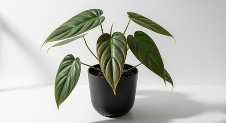 Lush green philodendron plant in a sleek black pot displaying vibrant leafy growth