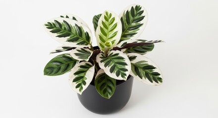 Beautifully variegated calathea rattlesnake plant in a dark pot showcasing its striking leaf patterns
