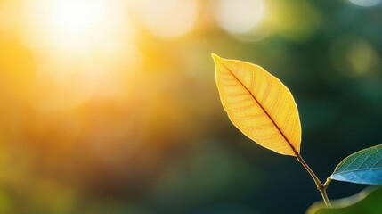 Obraz premium A close-up of a vibrant leaf illuminated by sunlight, showcasing intricate veins and a warm glow against a blurred background.