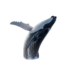 Dynamic humpback whale breaching, isolated on white & transparent background. Perfect for marine biology, ocean conservation, eco-tourism, World Ocean Day, educational media, and wildlife advocacy.