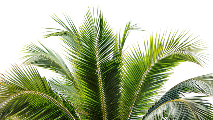 Fototapeta premium Palm Fronds on Isolated Background – Tropical Leaf Vector & Decorative Nature Design