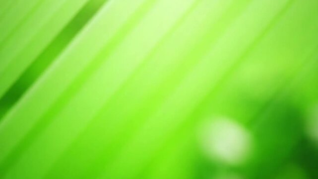 Green nature background video