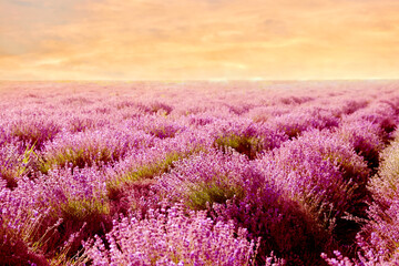 Obraz premium Lavender field at sunset. Blooming flowers under beautiful sky
