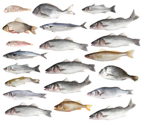 Different types of raw fish isolated on white, collage
