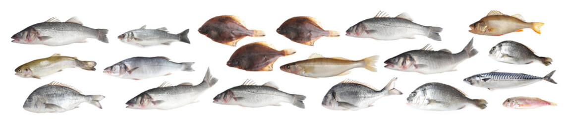 Different types of raw fish isolated on white, collage