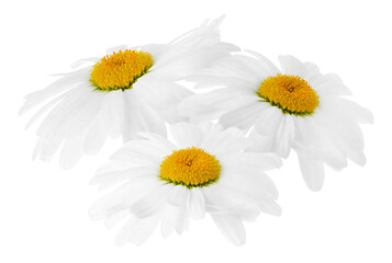Fresh chamomiles isolated on white. Beautiful flowers