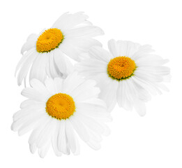Fototapeta premium Fresh chamomiles isolated on white. Beautiful flowers