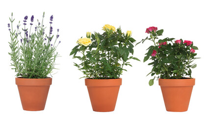 Beautiful potted flowers isolated on white, set