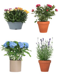 Beautiful potted flowers isolated on white, collage