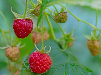Himbeeren am Strauch in einer Nahaufnahme