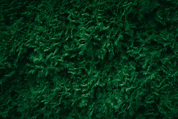A close up of green White Cedar Thuja branches