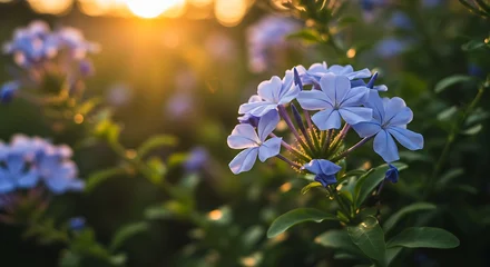 Foto auf Acrylglas Pflegezentrum Blue Flowers Blooming in the Warm Sunlight.  © Dwi