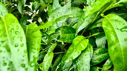 Bright tropical leaf cluster
