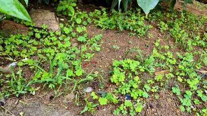 Top view of green grass surface