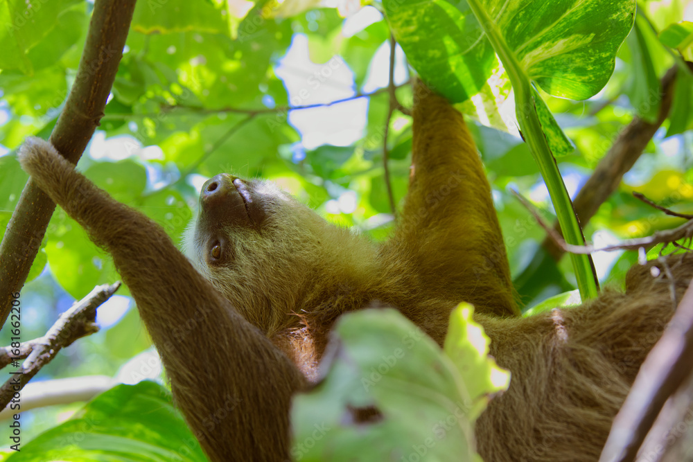 Wall mural a closeup of a three-fingered sloth resting on a tree branch in the costa rican jungle next to the c