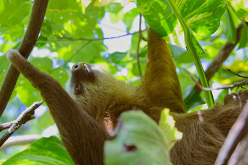 A closeup of a three-fingered sloth resting on a tree branch in the Costa Rican jungle next to the Caribean coastline