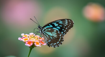 Naklejka premium Blue Tiger Butterfly on a Colorful Lantana Flower.