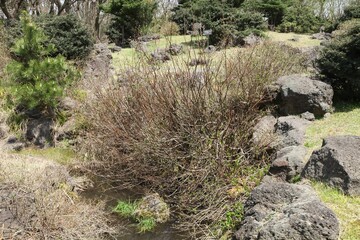 Salix jejuensis (Jeju willow), an endemic mountain shrub of Korea, producing spring catkins and...