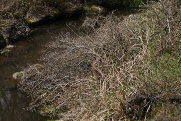 Salix jejuensis (Jeju willow), an endangered alpine shrub native to Jeju Island, noted for its...