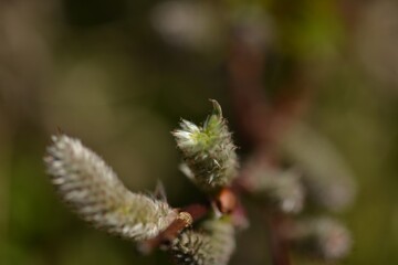 Salix jejuensis (Jeju willow) female flowers, an endemic shrub of Jeju Island, spring blooming,...