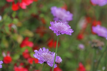 Purple Scabiosa flowers in the garden with blurred background