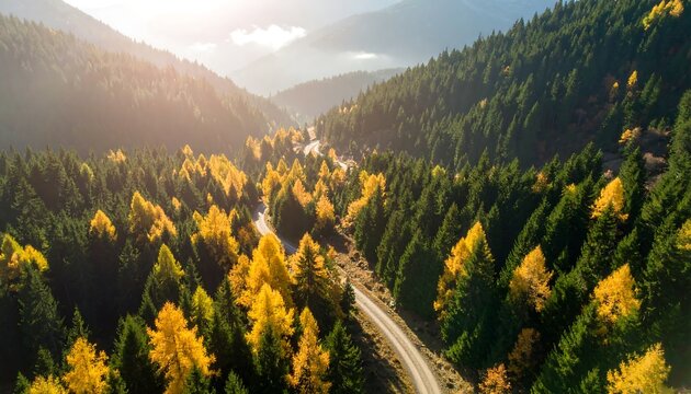 Vibrant autumn foliage in a scenic forest landscape