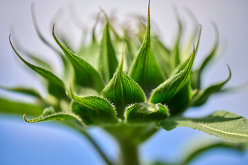 sunflower bud from the side with green petals