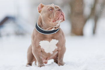 American Bully dog breed plays, runs in winter 