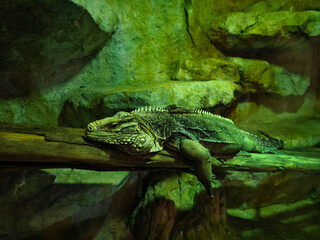 A colorful chameleon resting on a branch in its natural habitat