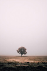 Minimalist Tree in Foggy Landscape