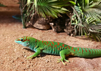 A colorful gecko resting on a sand surface in natural habitat