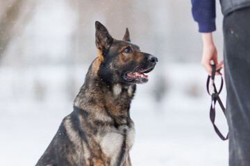 A German Shepherd is being trained. The puppy is playing  in winter 