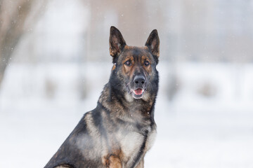 A German Shepherd is being trained. The puppy is playing  in winter 