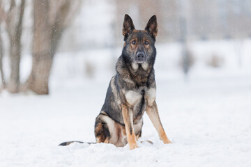 A German Shepherd is being trained. The puppy is playing  in winter 