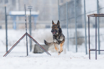 A German Shepherd is being trained. The puppy is playing  in winter 